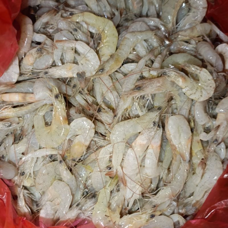 

udang kecil untuk rempeyek 250 gram