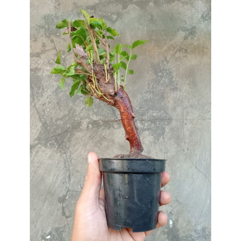 bonsai mini rukem pucuk merah siap pajang