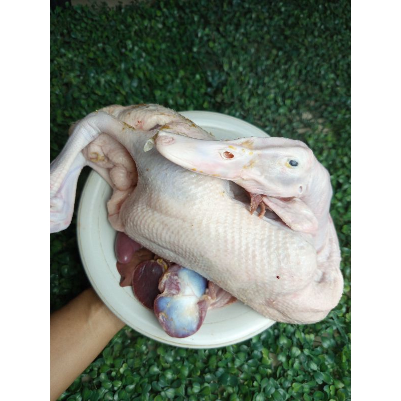 

Bebek 1 Ekor Berat 1,5kg