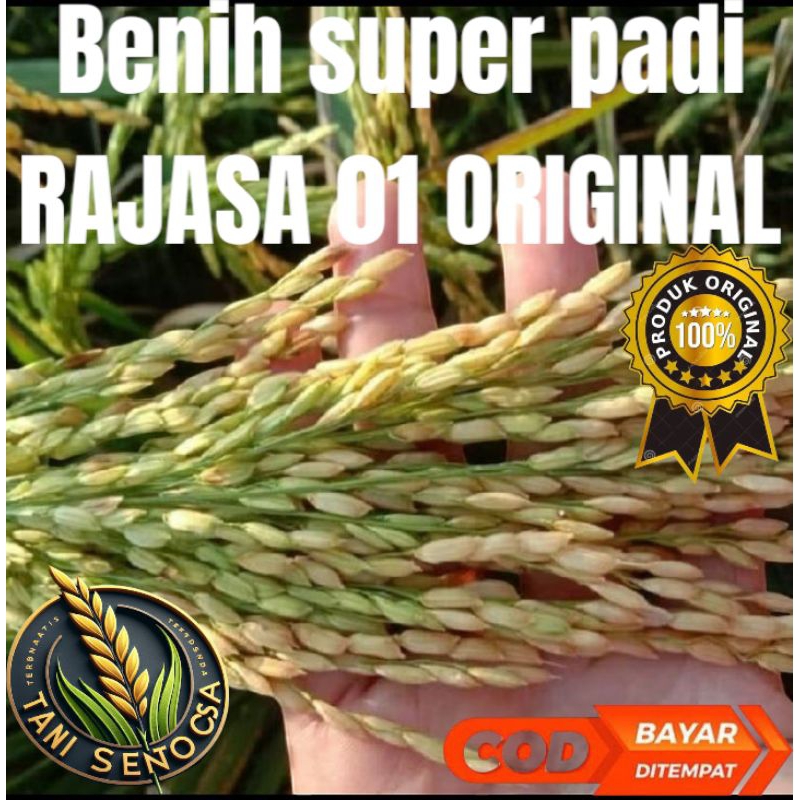 BENIH BIBIT PADI RAJASA 01 ORIGINAL 5KG