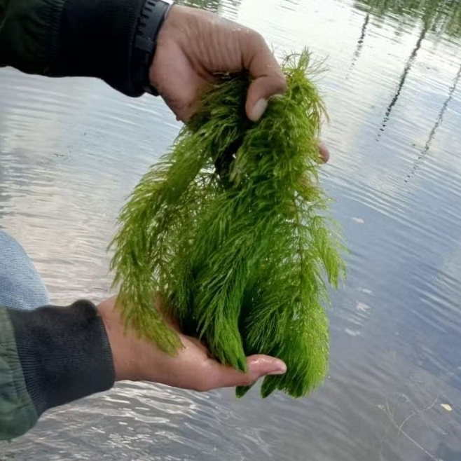 Ganggang Air, Ekor Tupai, Tanaman Air