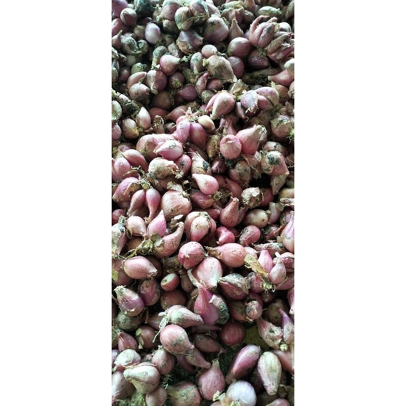 

BAWANG MERAH NGANJUK