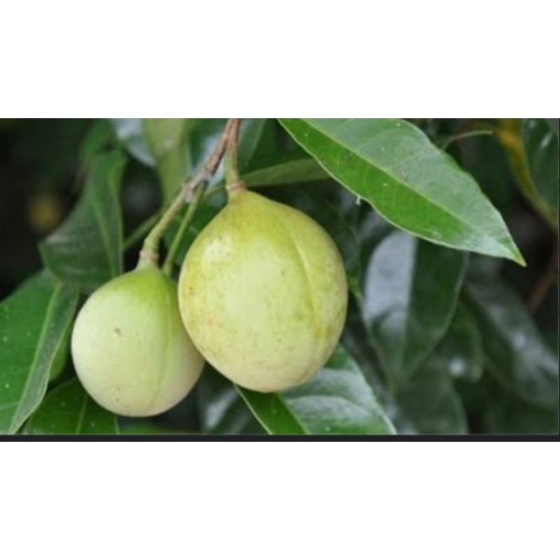 

buah pala muda fresh dan segar 1kg
