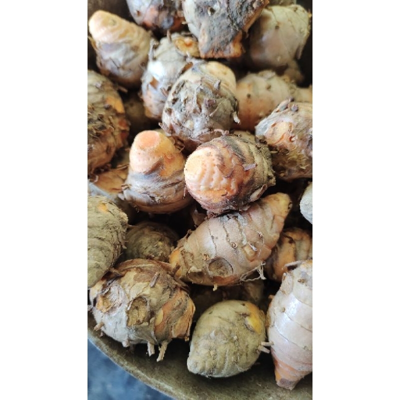 

biang kunyit empu kunyit ukuran kecil harga 1kg 8000
