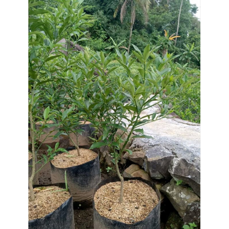 

jeruk nagami berbunga siap berbuah