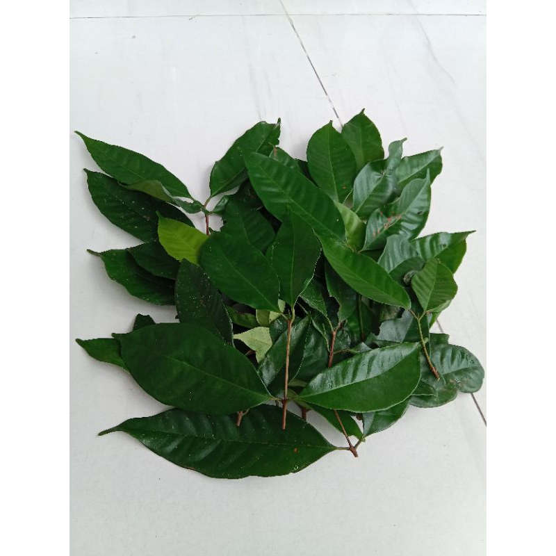 

Daunsalamsegar250gram