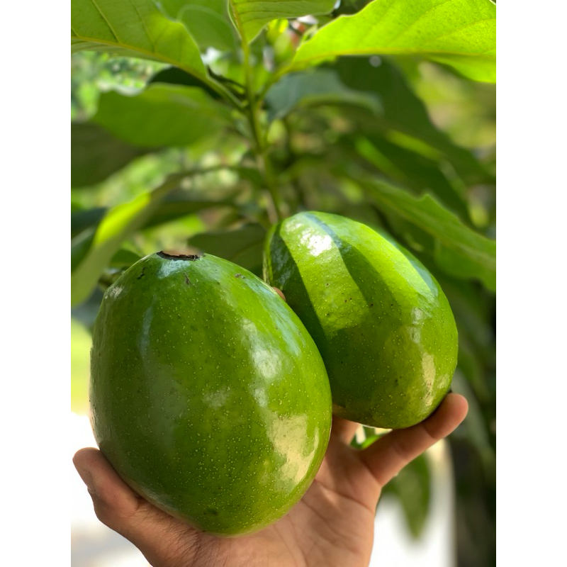 

ALPUKAT MENTEGA MURIA 1KG ISI 2/3/4