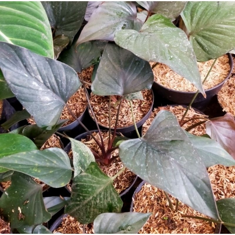 Homalomena black homa black