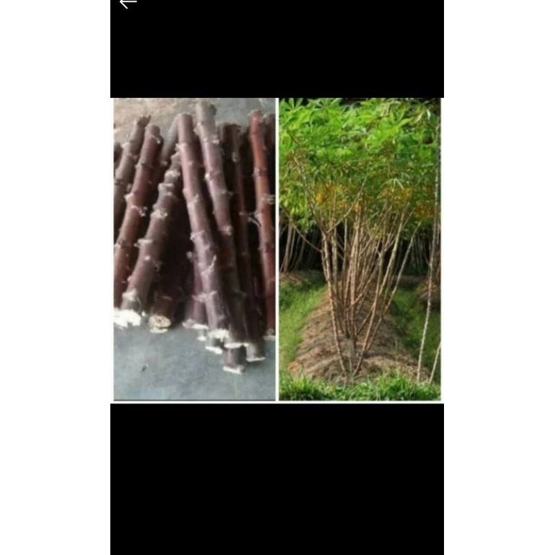 

BIBIT SINGKONG MENTEGA ASLI 1KG