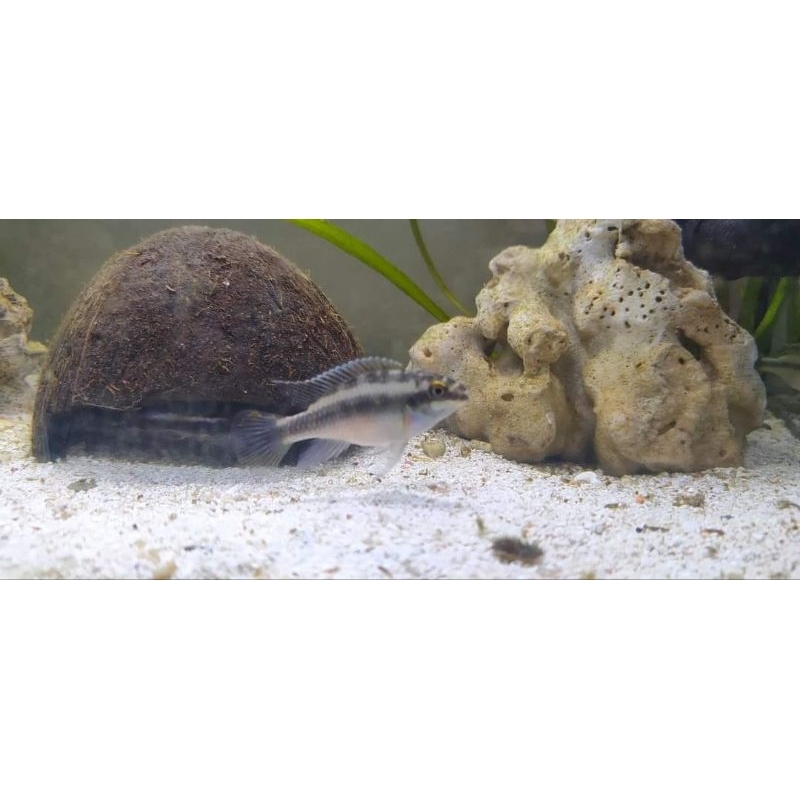 ikan cichlid kribensis cribensis rainbow cichlid ikan hias air tawar sameday dan instan courier