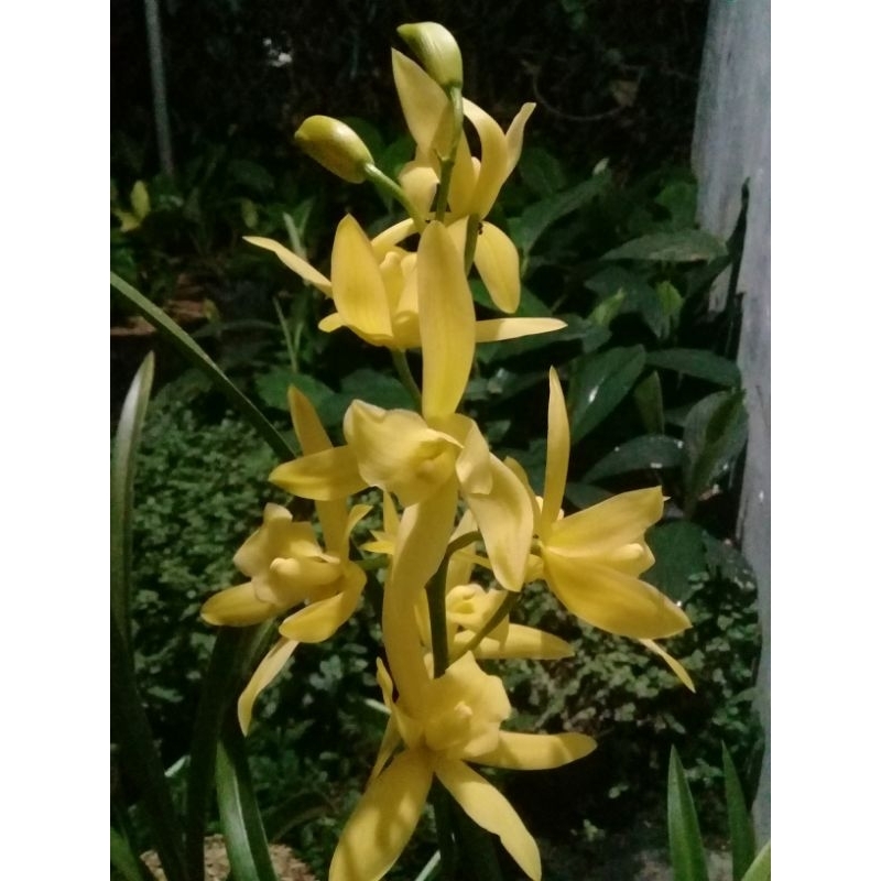anggrek tanah cymbidium golden boy