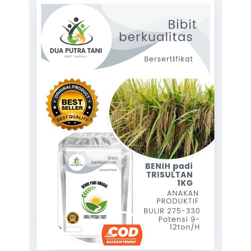 BENIH PADI TRISULTAN TRI SULTAN UNGGUL KEMASAN 1,KG