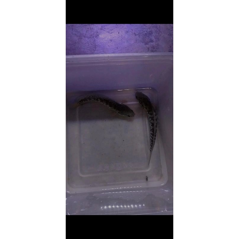 Satu pasang Channa Asiatica proven1x Size 15-14Cm