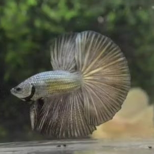 CUPANG HALFMOON COPPER