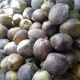 

buah kelapa utuh untuk di santan / parut / pcs