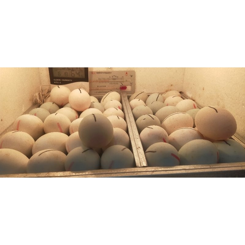 Telur Bebek Peking Hibrida Fertil