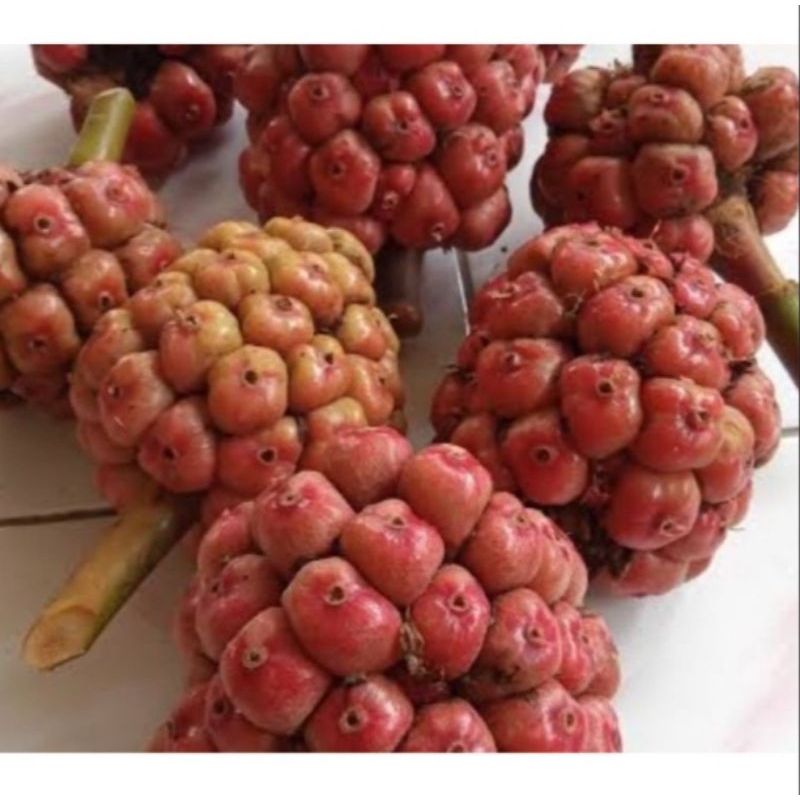

buah honje/buah kecombrang 500gram