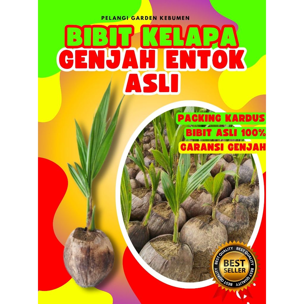BIBIT PREMIUM.. Benih Kelapa Hijau, Benih Kelapa Hibrida Hijau Jumbo, Benih Kelapa Hijau Asli