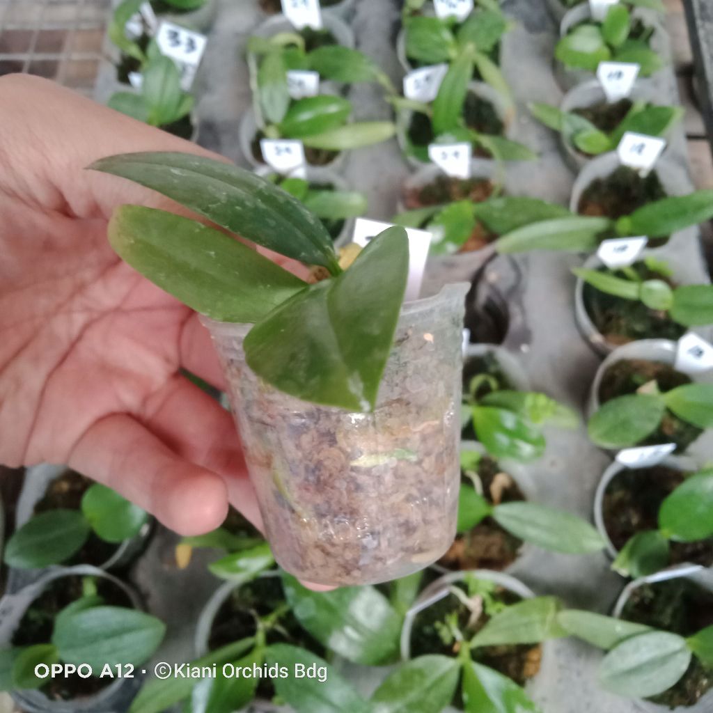 Obral Anggrek Phalaenopsis Seedling