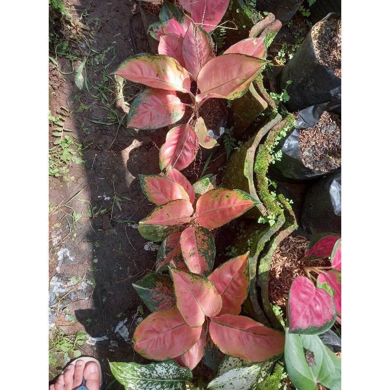 Aglaonema Aglonema Kochin Tembaga Monvory