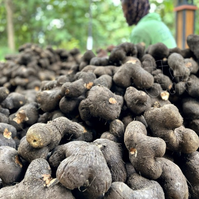 

Uwi tuban / uwi manis tuban / uwi bancar tuban / uwi 1kg