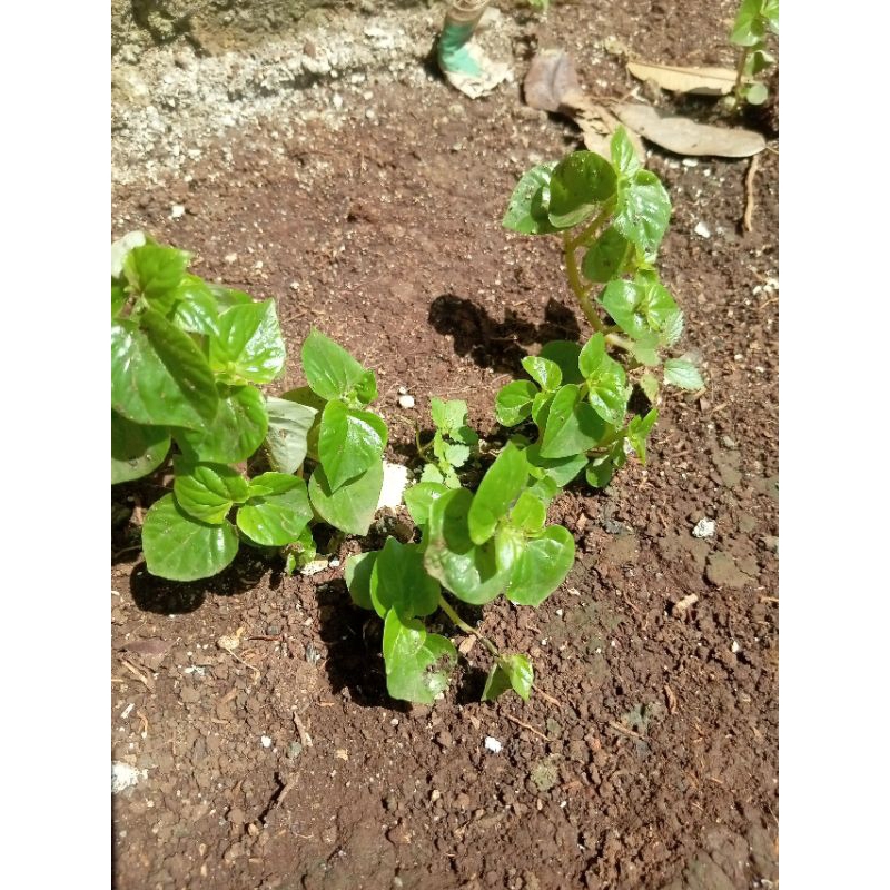 

daun sirih cina daun cehcer segar fresh