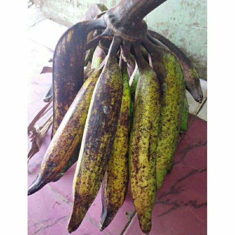BIBIT Pisang Tanduk Jumbo