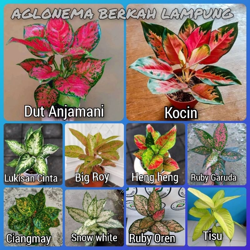 Paket Murah 10 jenis Aglonema usia remaja dewasa