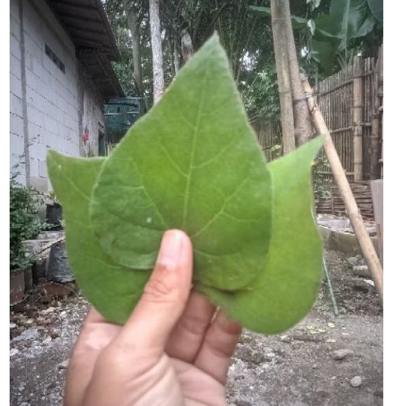 

daun cau segar asli dapat 50 lembar