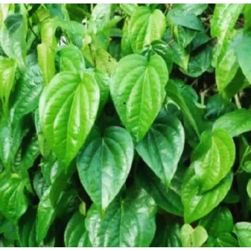

Daun Sirih Segar 25 Lembar Fresh Langsung Petik
