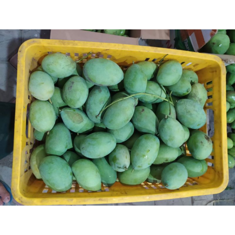 

Mangga rujak Fress manalagi 1kg isi 5-6 buah
