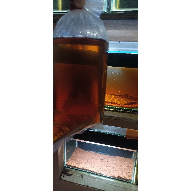 cairan ketapang  andrao pair