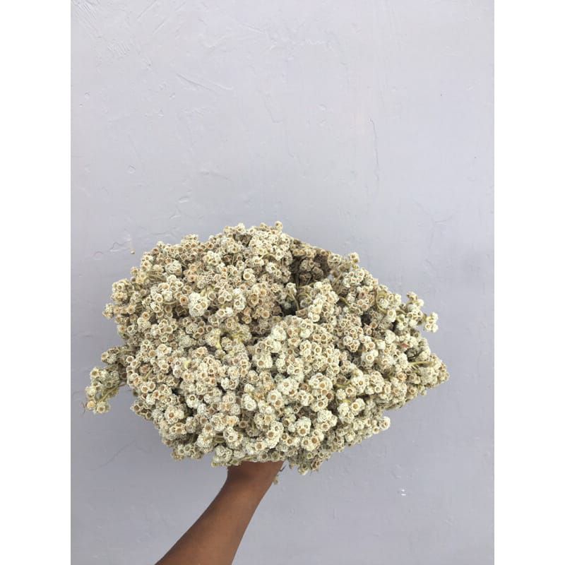 bunga edelweis aslii budidaya