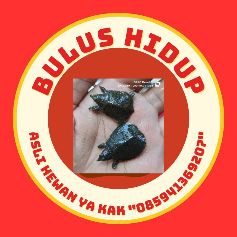 

STIKER mainan labi labi ori HID UP