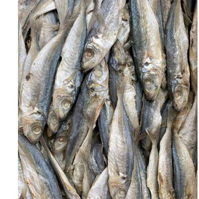 

ikan gerih