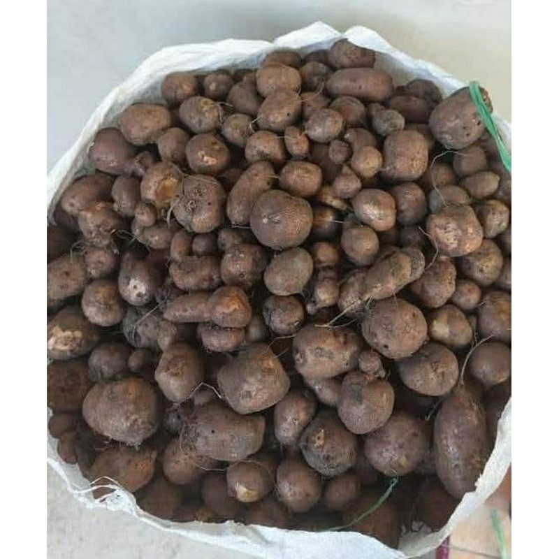 

Kentanghitam
