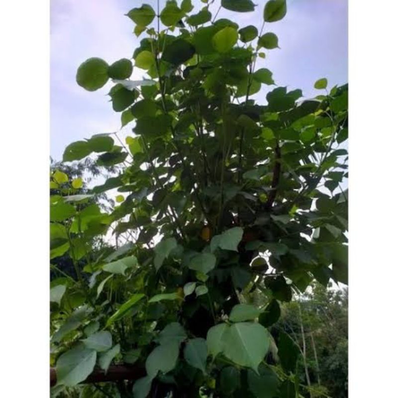 

batang pohon daun tawa atau Dadap serep 30cm