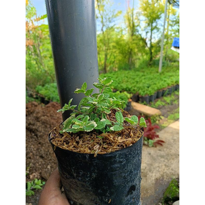 Bibit Tanaman pineapple mint/ nanas mint original