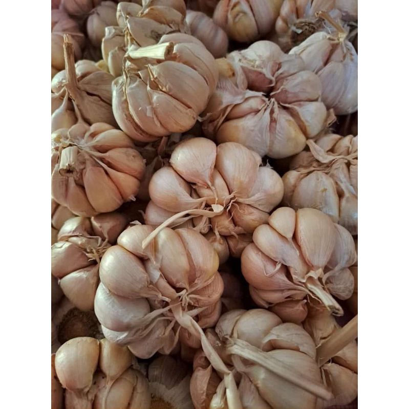 

Bawang Putih Sinco