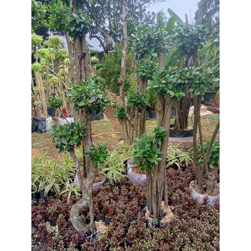 Bonsai beringin dolar Korea bonsai taman beringin Korea dolar tanaman beringin Korea