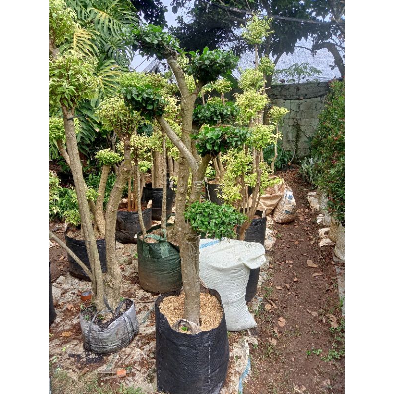 bonsai serut pohon serut tanaman serut bonsai taman serut