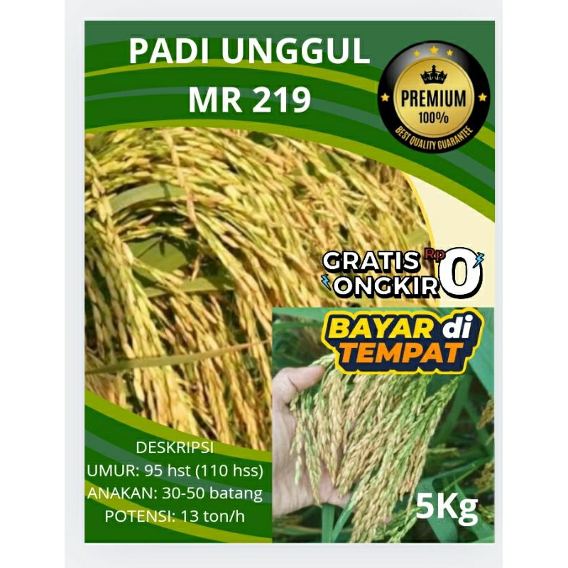 Benih bibit Padi MR219 original TERBARU KEMASAN 5KG