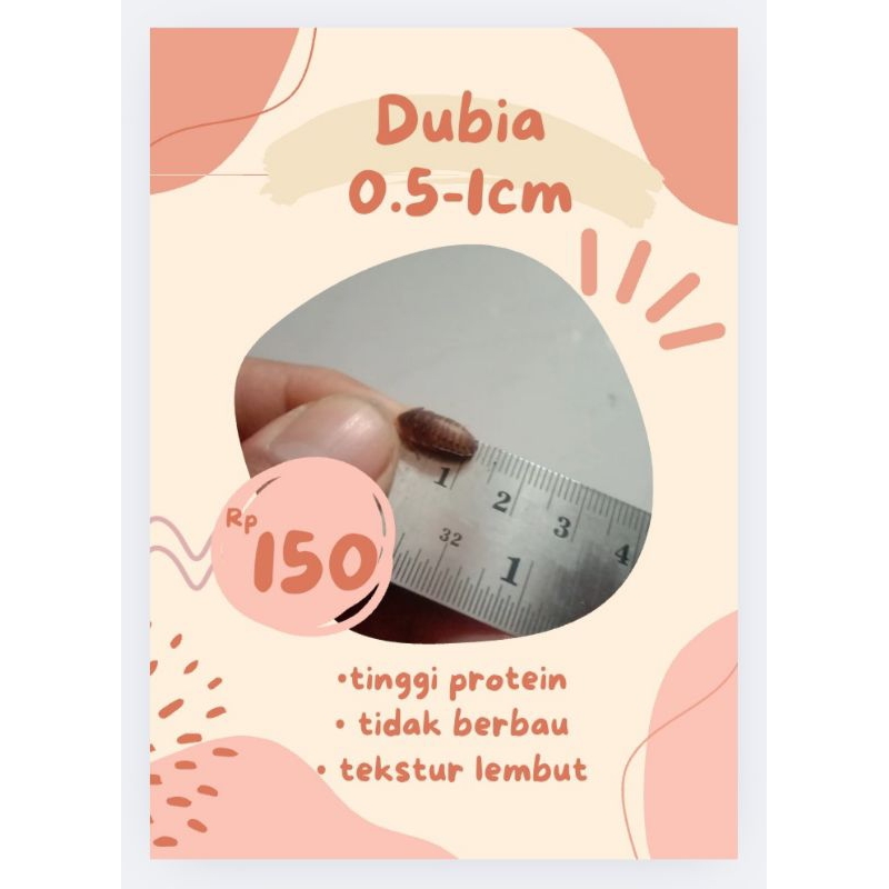 

dubia 0.5cm-1cm (small size)