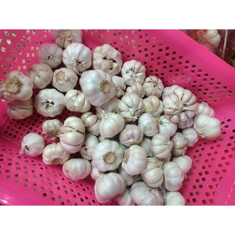 

Bawang Putih bumbu masak serba guna