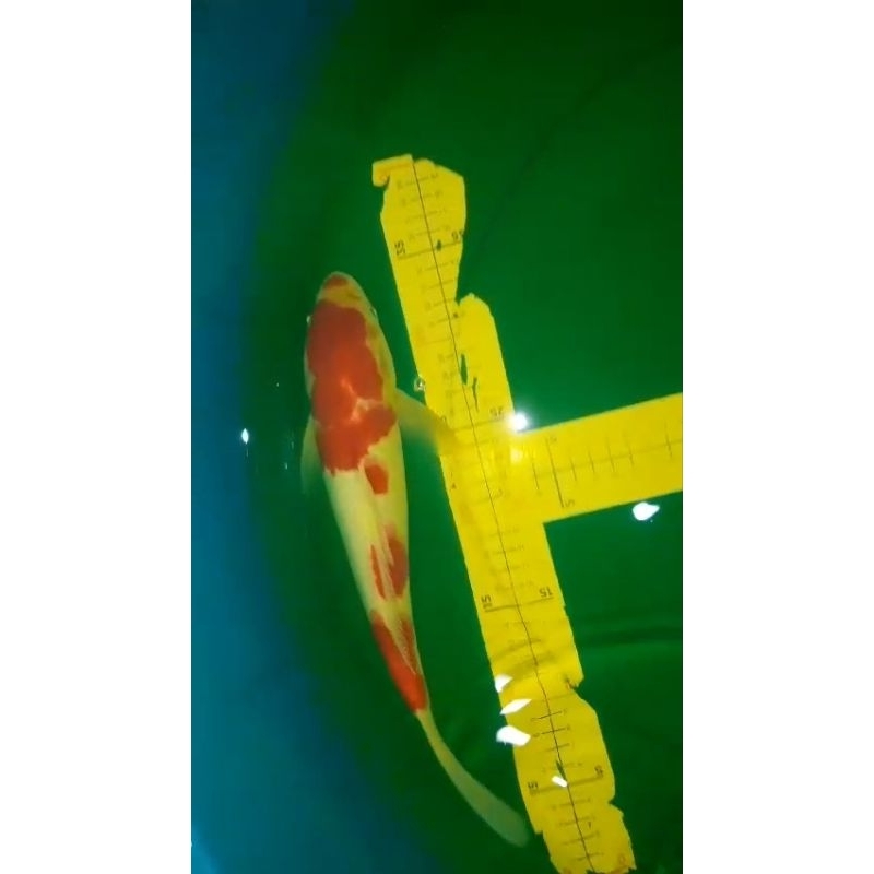 Ikan koi jenis KOHAKU pola Kucibeni 30cm