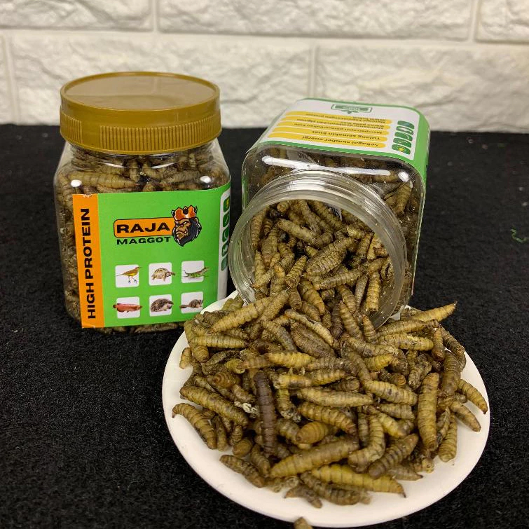Maggot Grade A Untuk Proges Bunga dan Warna Channa Maru Yellow Sentarum