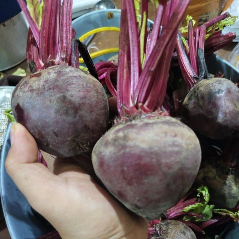 

1 KILO BUAH BIT PALEMBANG BISA PENGIRIMAN INSTAN 1 HARI SAMPAI