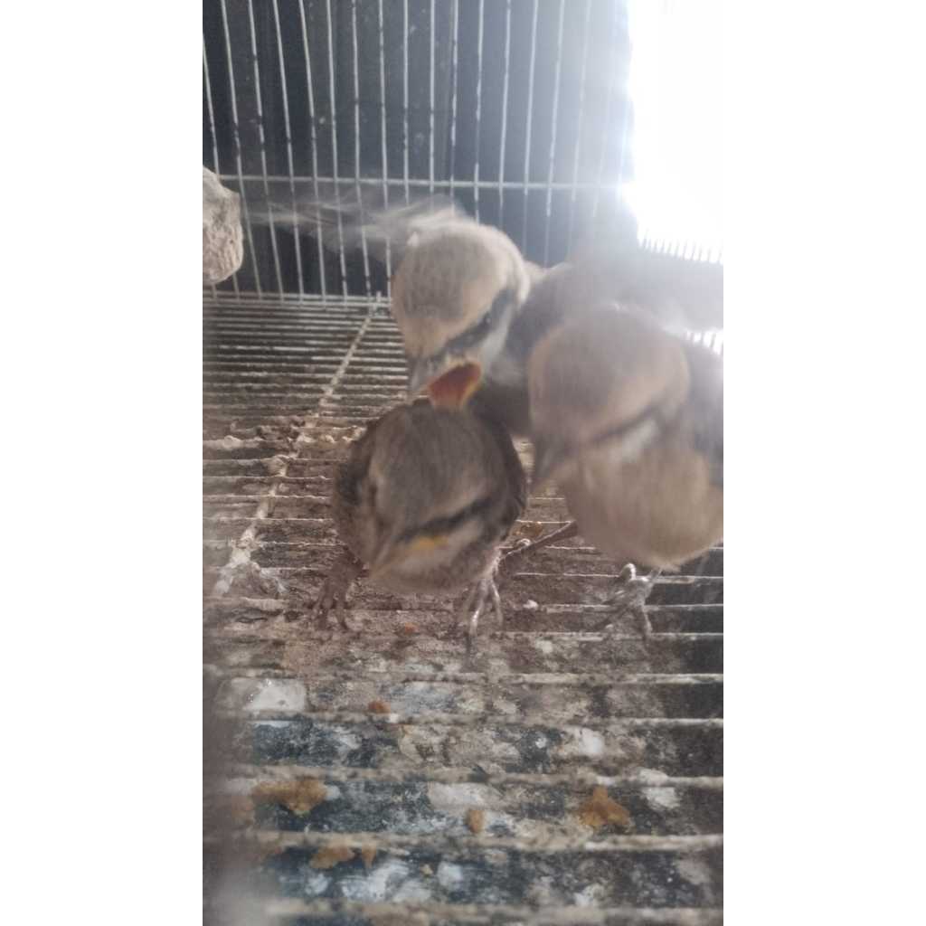 Pentet Jatim Lolohan Bandung