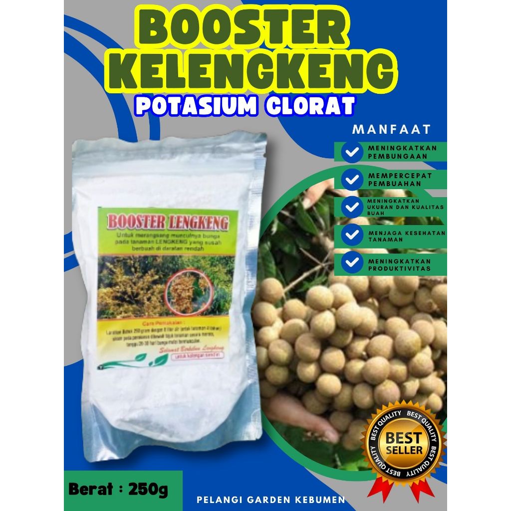 DIJAMIN ASLI  Booster Kelengkeng Puangphet, Booster Kelengkeng Pingpong Cangkok, Booster Kelengkeng 