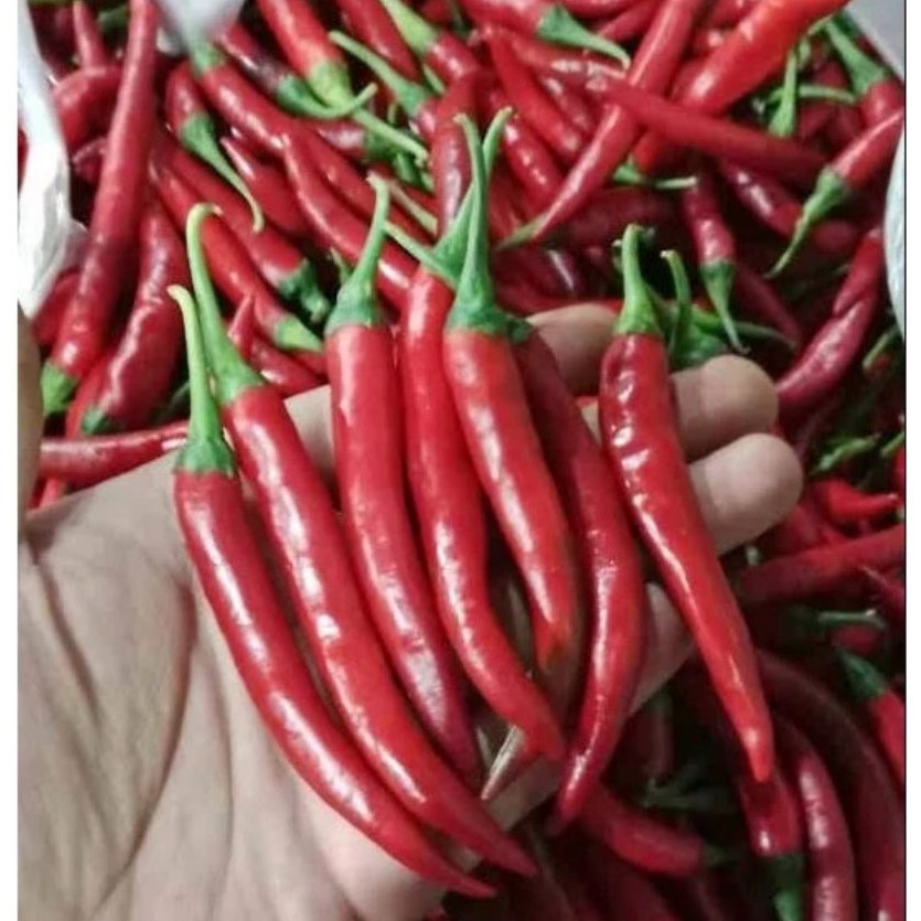

1 Kg Cabe Merah Besar Segar / Cabai Tw Besar Merah 500 gram